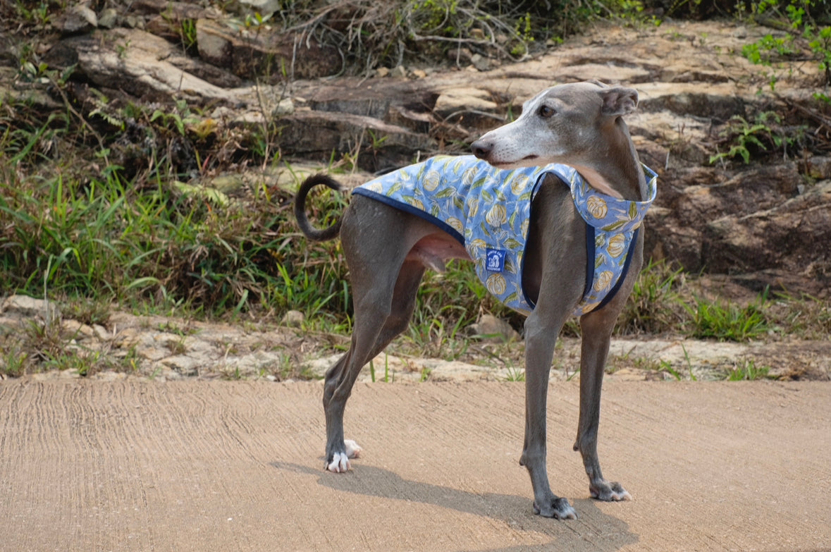 Offshore Summer Vest | Italian Greyhound