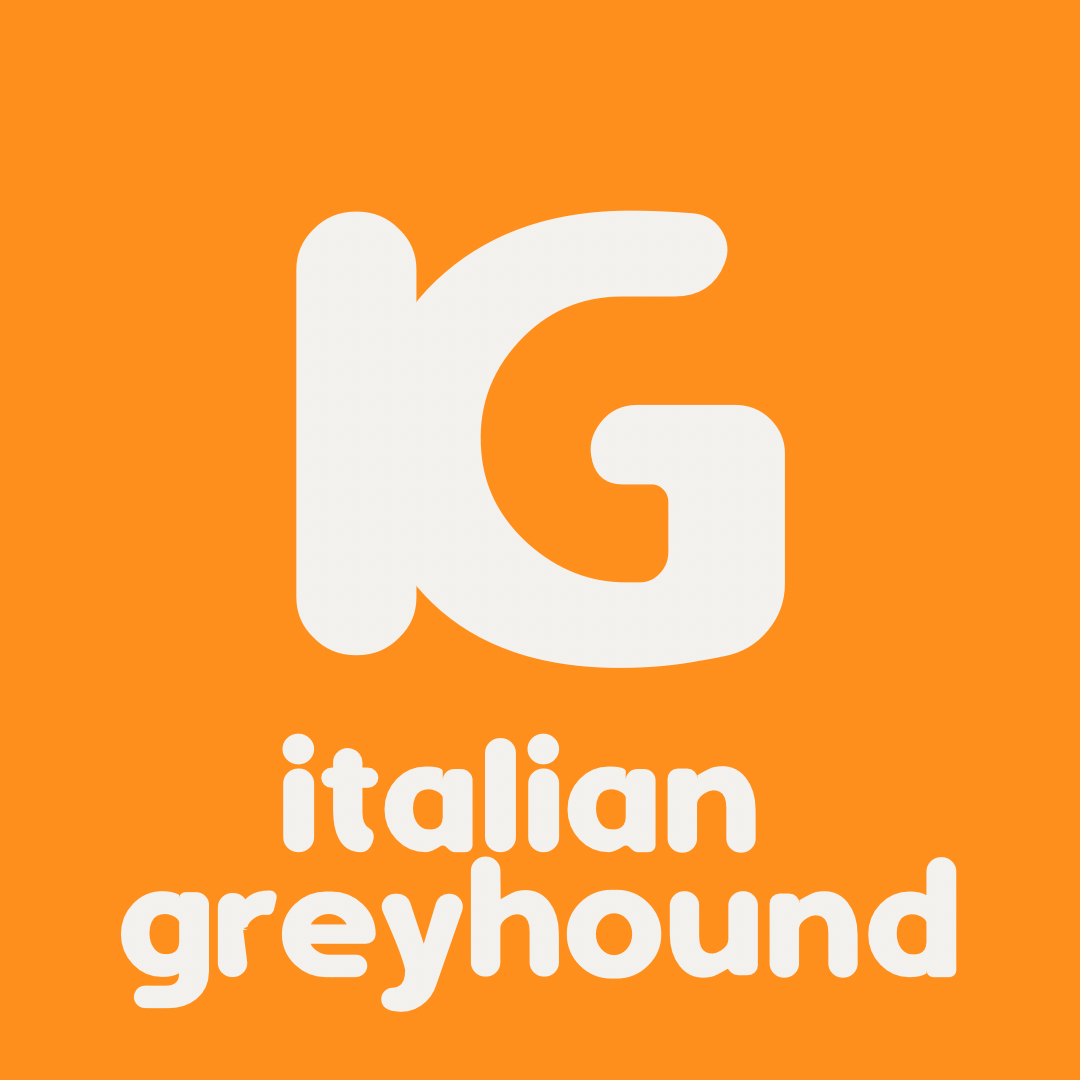 Italian Greyhound